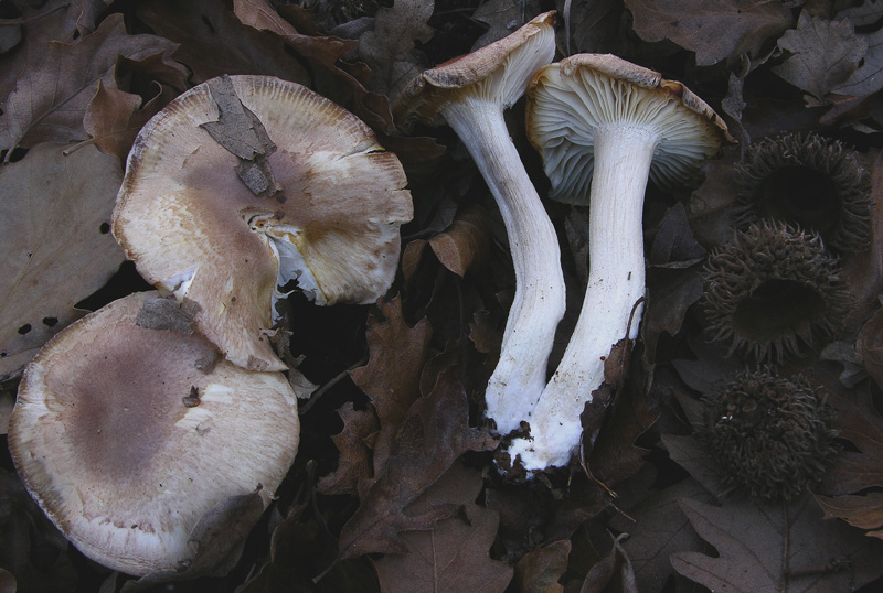 Ritrovamenti odierni.